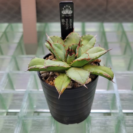AGAVE FO-076 綴化