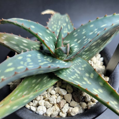 ALOE ZUBB