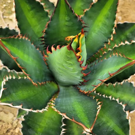 AGAVE 万代巌竜 LOPHANTHA×TITANOTA