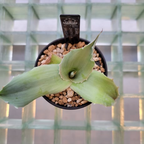 AGAVE OVATIFOLIA VARIEGATA(霜降り)