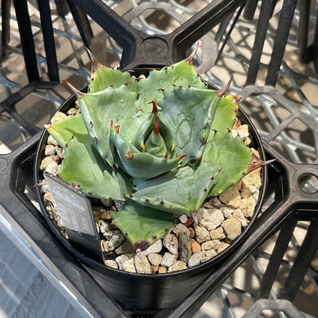 アガベ OPEN ITEM | カトーエンゲー東京