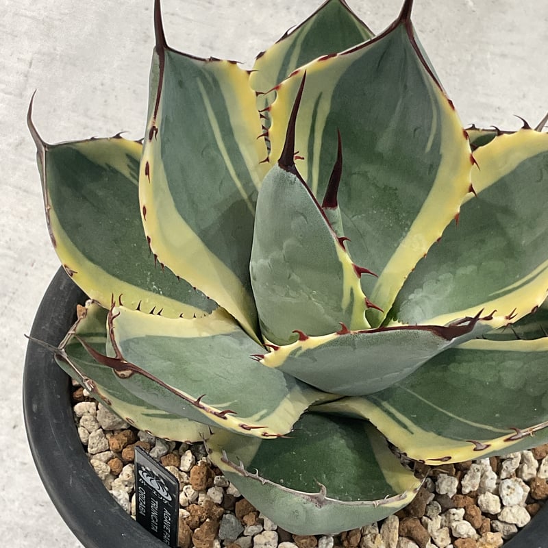 AGAVE PARRYI TRUNCATA ORIZABA | カトーエンゲー東京