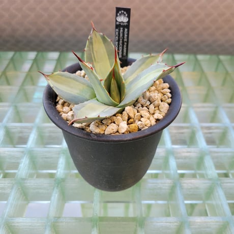 AGAVE PARRYI HUACHUCENSIS EXCELSIOR