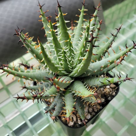 CATEGORY ALOE | カトーエンゲー東京