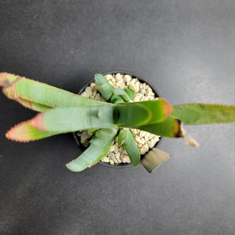 ALOE LINEATA