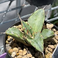 AGAVE FO-076 TIGER