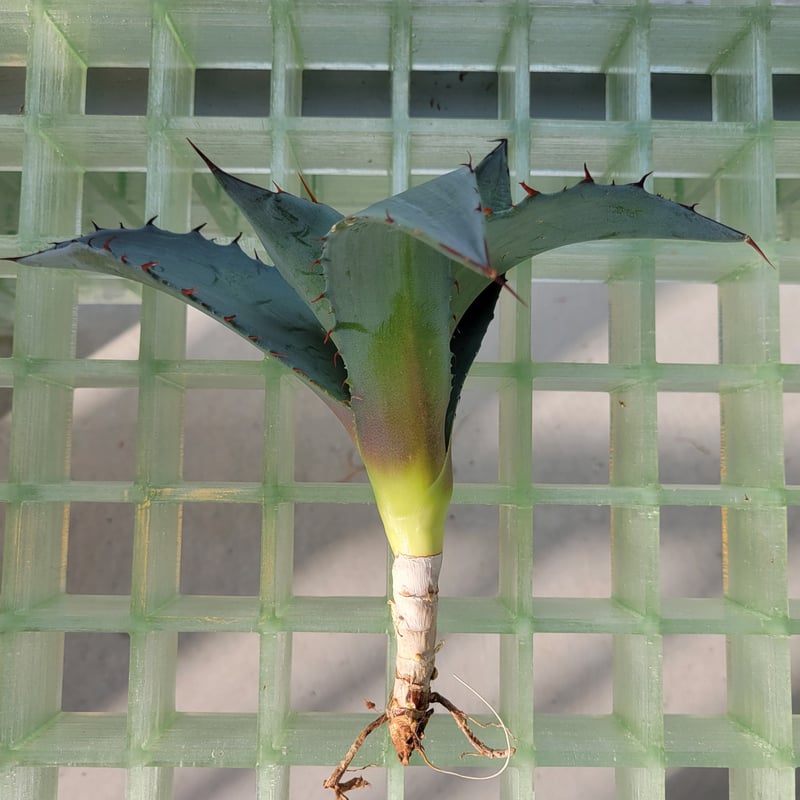 AGAVE TITANOTA X BLUE GLOW | カトーエンゲー東京