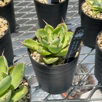 AGAVE BLEACHED BLONDE