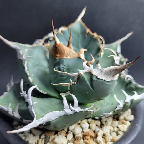 AGAVE TITANOTA 波濤