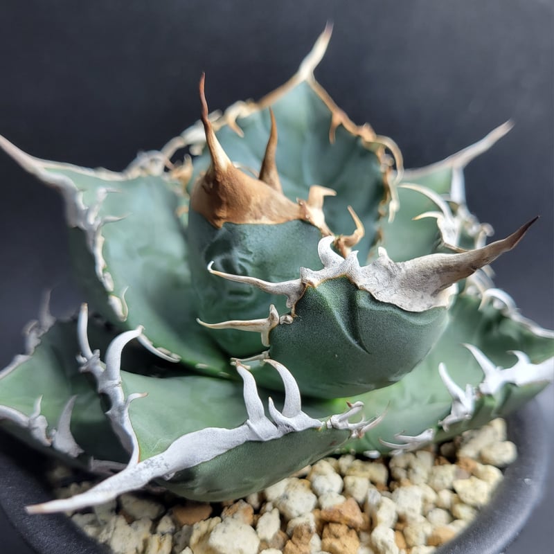 AGAVE TITANOTA 波濤 | カトーエンゲー東京