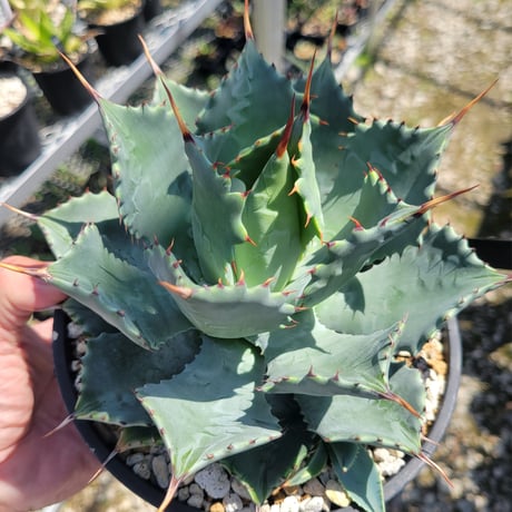 AGAVE ISTHMENSIS ×(COLORATA×ISTHMENSIS) N PLANTS