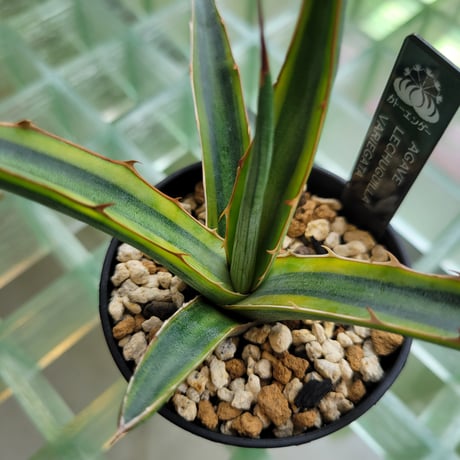 AGAVE LECHUGUILLA VARIEGATA