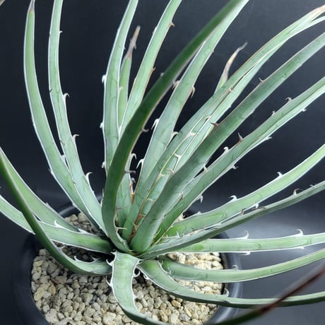 カトーエンゲー東京