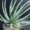 AGAVE KERCHOVEI (SP.)
