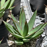 AGAVE PLUTO | カトーエンゲー東京