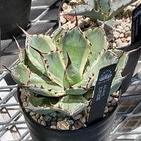 AGAVE APPLANATA CREAM SPIKE | カトーエンゲー東京