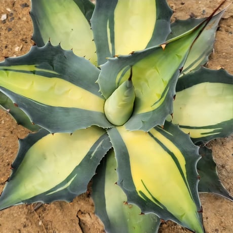 AGAVE OVATIFOLIA AWAKENING ANGEL