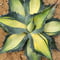 AGAVE OVATIFOLIA AWAKENING ANGEL