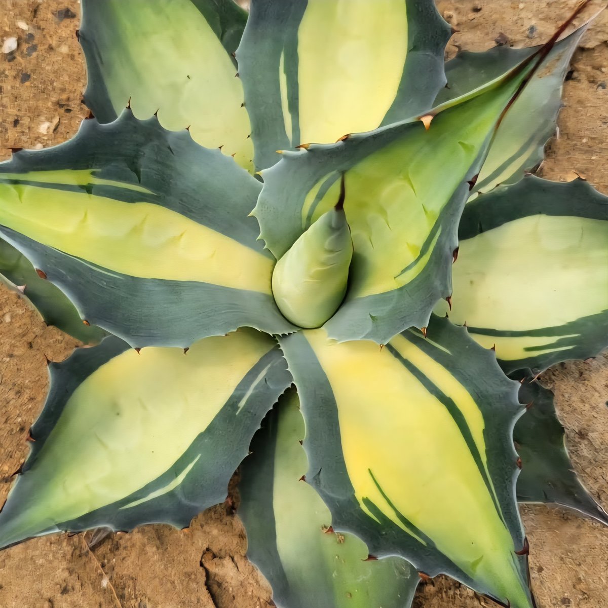 AGAVE OVATIFOLIA AWAKENING ANGEL | カトーエンゲー東京