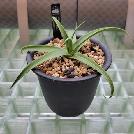 AGAVE BRACTEOSA VARIEGATA