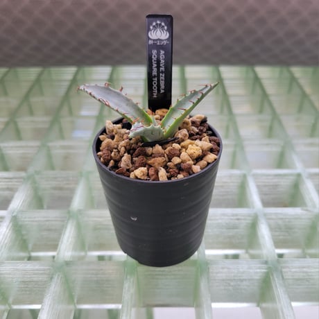 AGAVE ZEBRA SQUARE TOOTH