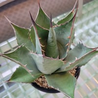 AGAVE PARRASANA