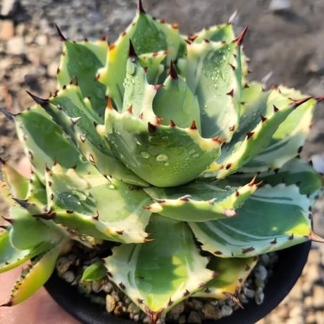 AGAVE ISTHMENSIS 甲蟹錦