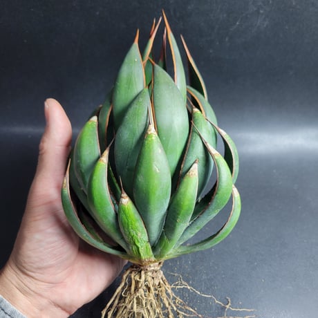 MANGAVE OCAHUI HYBRID L