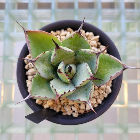 AGAVE 八荒雷神