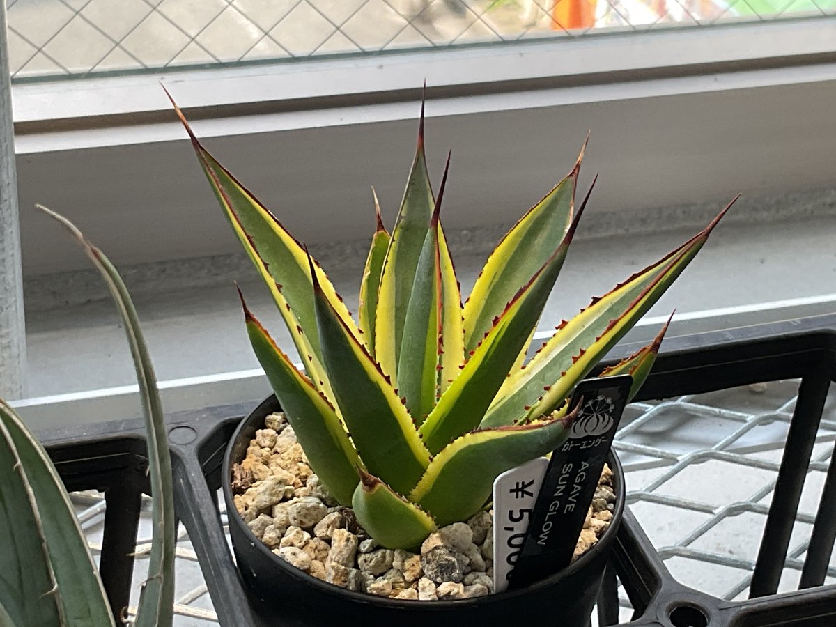 アガベ Agave ' Glow' 218 アガベ ブルーグロー Agave 'Blue Glow' no.32901 | 芽の巣山