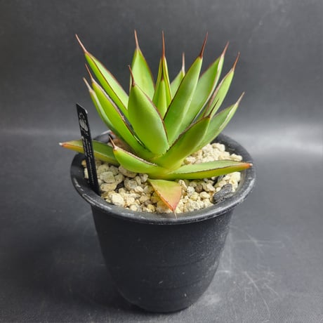 AGAVE BURNT BURGUNDY季節中斑
