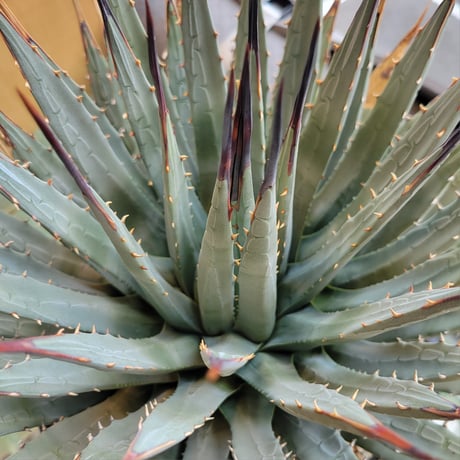 AGAVE UTAHENSIS