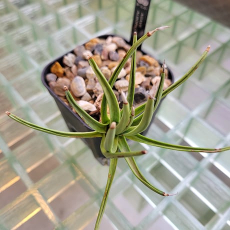 AGAVE ALBOPILOSA