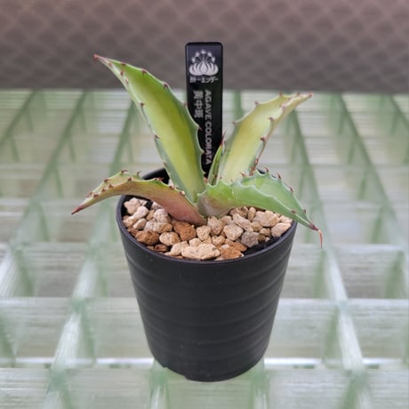 AGAVE COLORATA 黄中斑