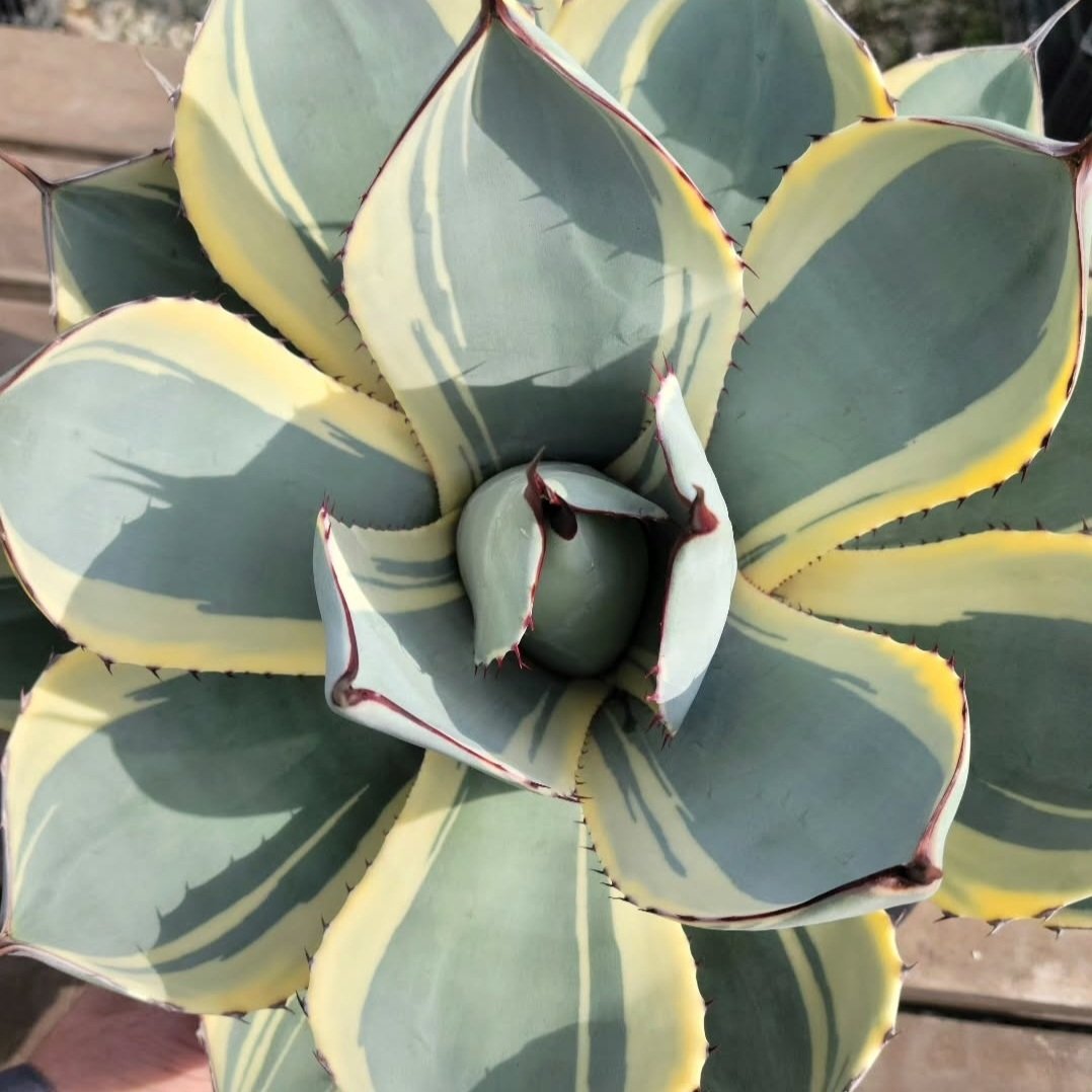 アガベ Agave parryi var. truncata 'Orizaba' 169 AGAVE PARRYI TRUNCATA ORIZABA | カトーエンゲー東京