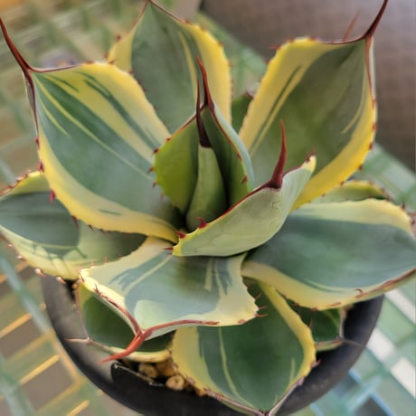 AGAVE PARRYI TRUNCATA ORIZABA