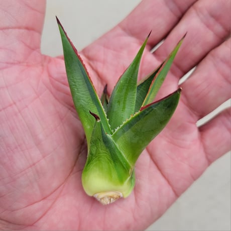 AGAVE BLUE GLOW  VARIEGATA　中斑