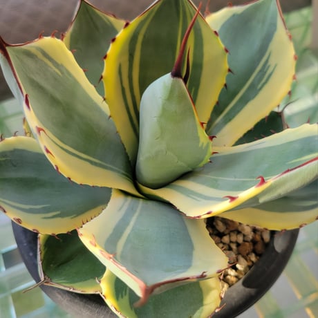 AGAVE PARRYI TRUNCATA ORIZABA