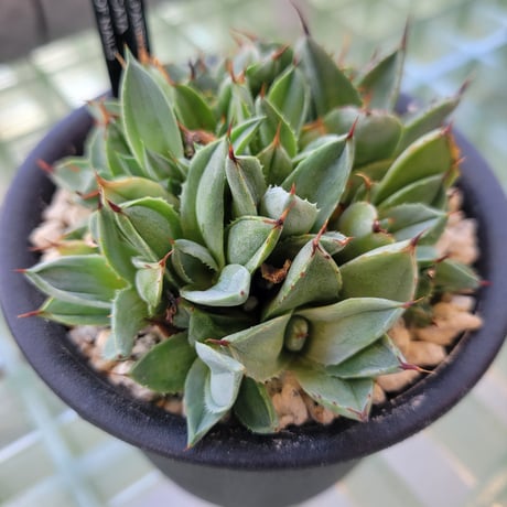 AGAVE PARRYI TRUNCATA BED OF NAILS