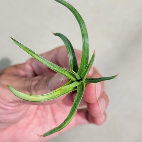 AGAVE 吹上錦