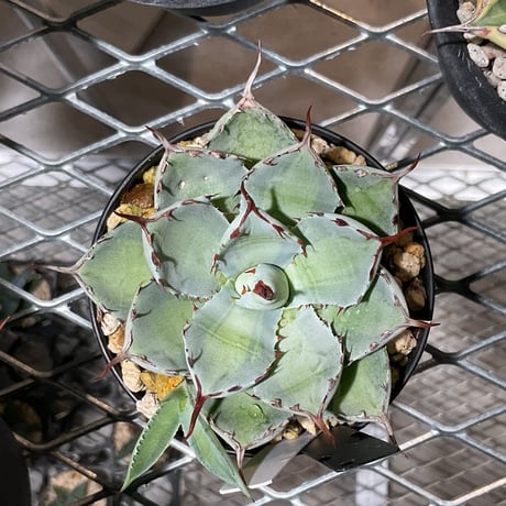 AGAVE 吉祥冠 中斑