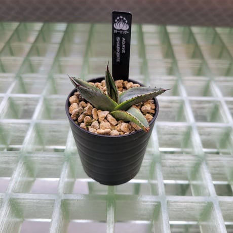 AGAVE SHARK BITE