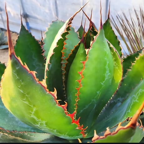 AGAVE BOVICORNUTA