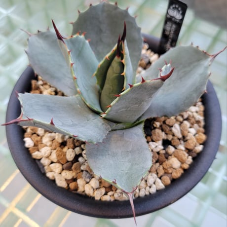 AGAVE PARRYI HUACHUCENSIS 吉祥天