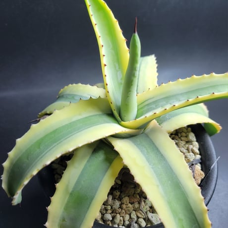 AGAVE CORNELIUS