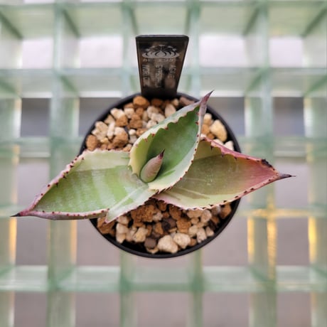 AGAVE GYPSOPHILA IVORY CURL