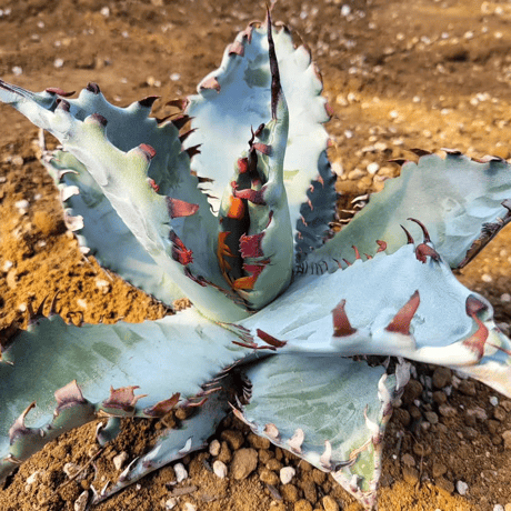 AGAVE ZEBRA SQUARE TOOTH