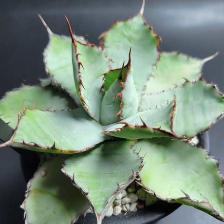 AGAVE GUADALAJARANA LEON
