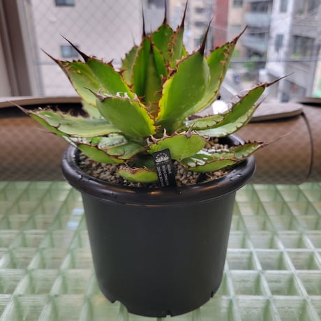 AGAVE BOVICORNUTA DIVINE BOVINE