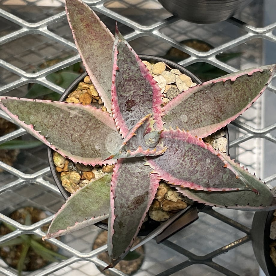 68db716a6d819c360e712c3b